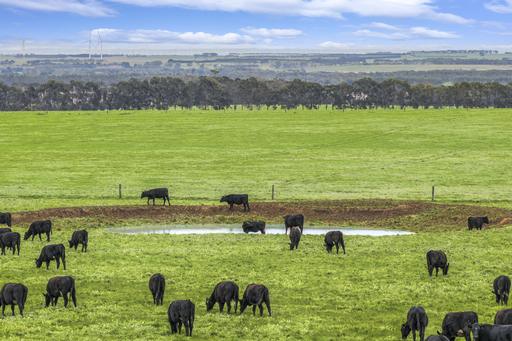 Farm For Sale - VIC - Birregurra - 3242 - 'Barbreck ' Prime Farming Country – Exceptional Location 