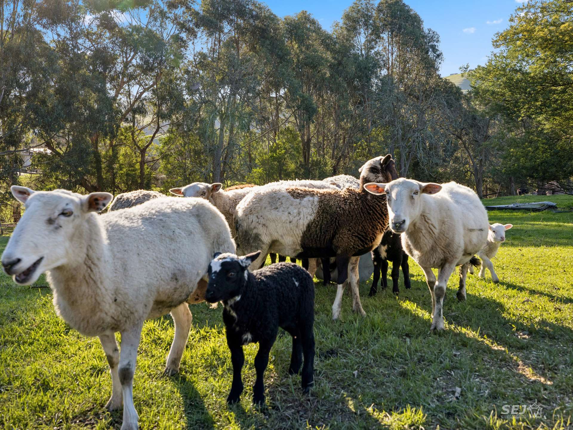 67 Huttons Road, Kardella For Sale by Farmbuy.com - image 28