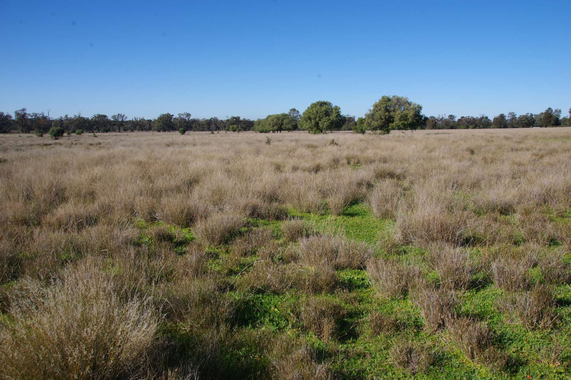 433 Killarney Gap Road, Narrabri Sold by Farmbuy.com - image 24