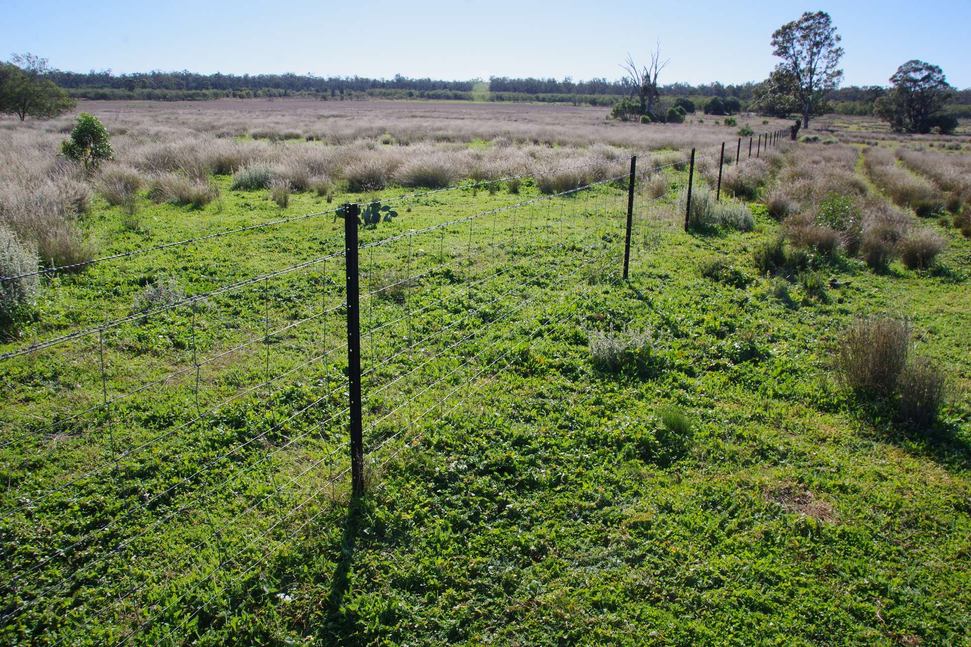 433 Killarney Gap Road, Narrabri Sold by Farmbuy.com - image 25