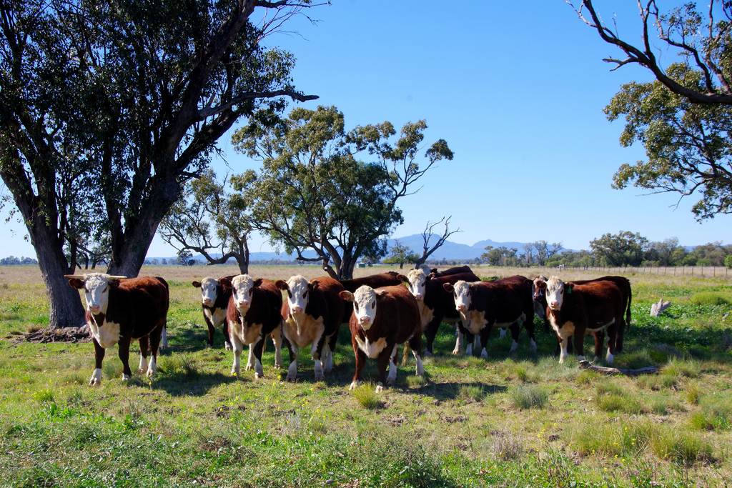 625 Logans Lane, Narrabri NSW 2390