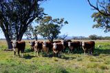 625 Logans Lane, Narrabri Auction by Nutrien Harcourts Narrabri