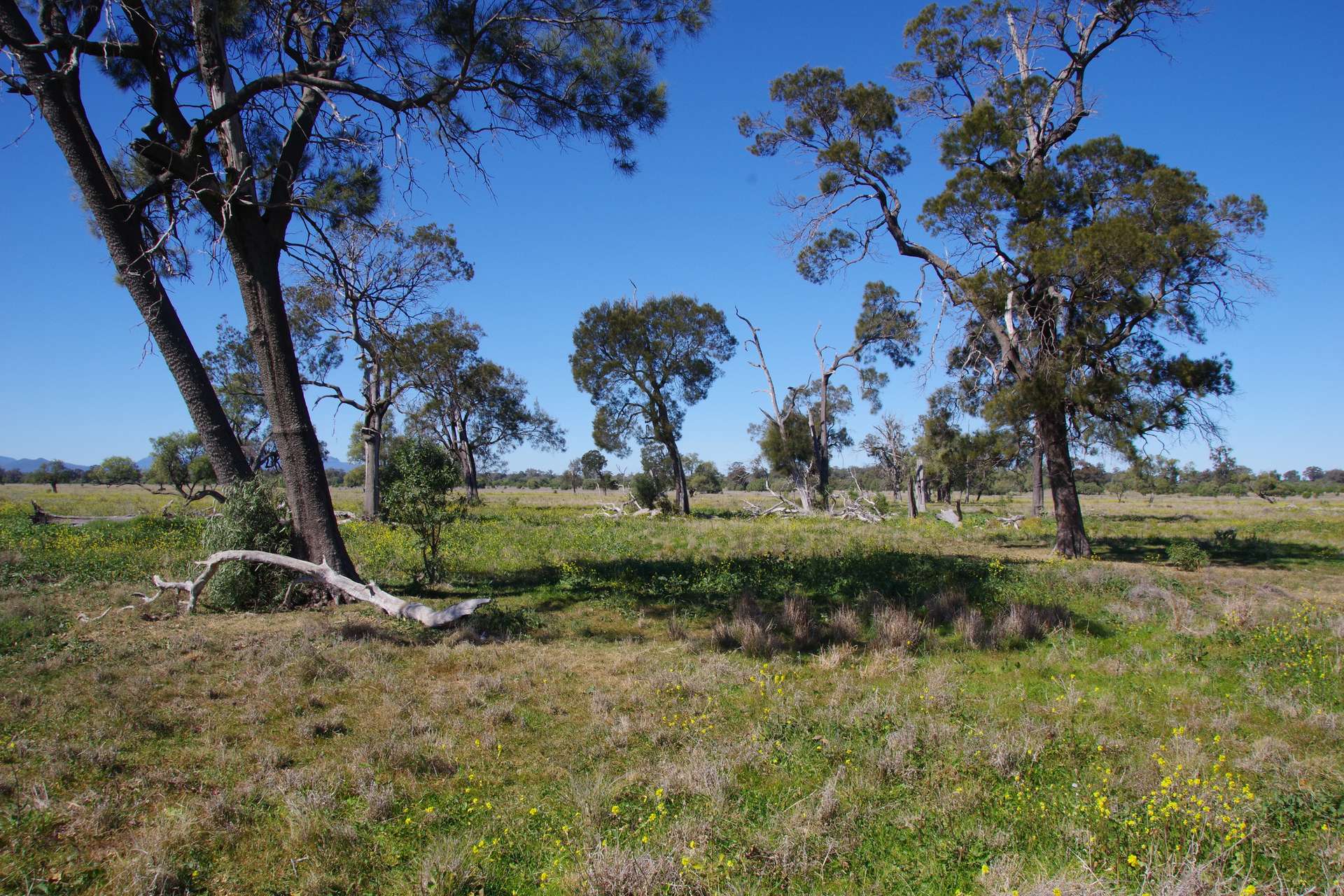 625 Logans Lane, Narrabri Auction by Farmbuy.com - image 17