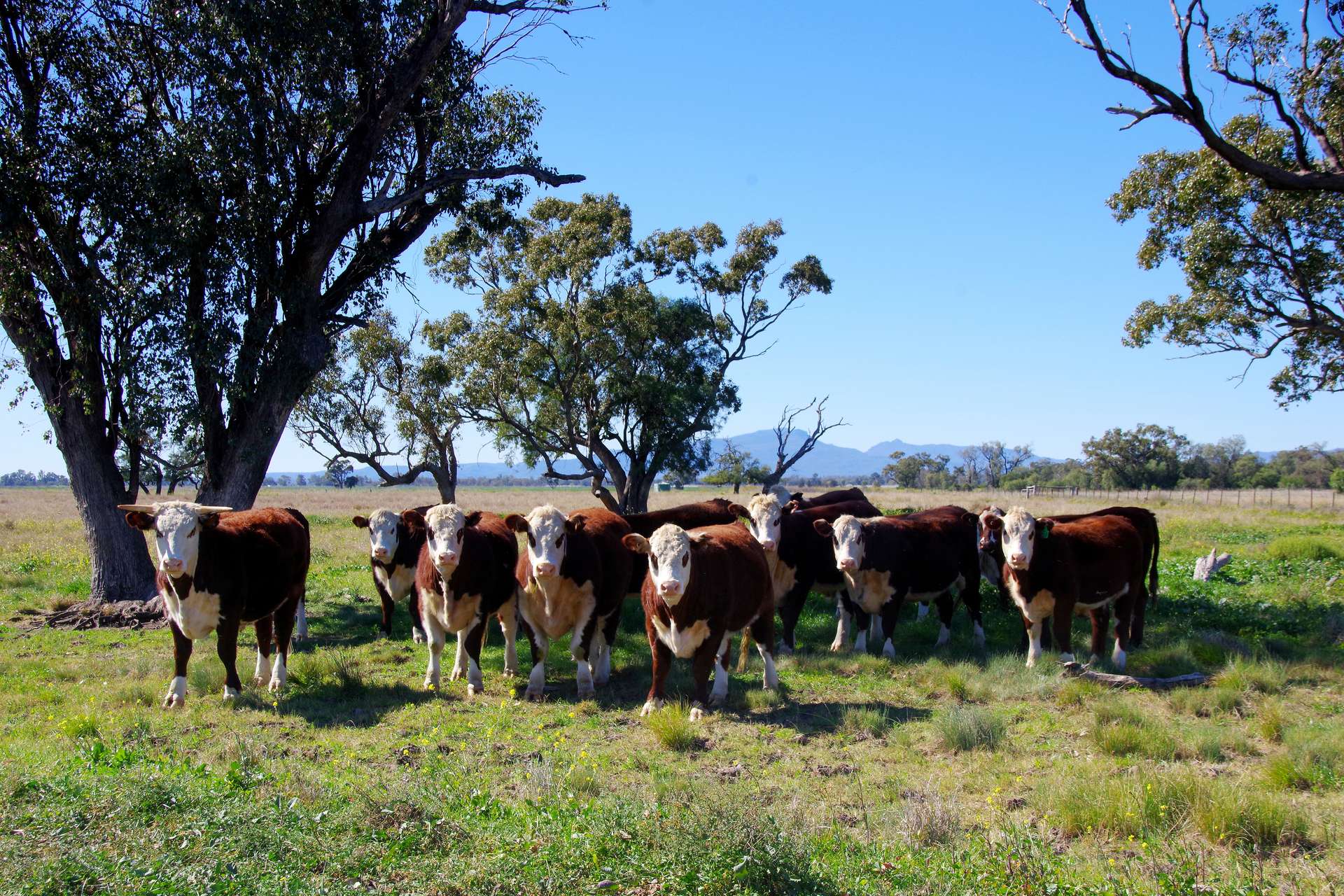 625 Logans Lane, Narrabri Auction by Farmbuy.com - image 1