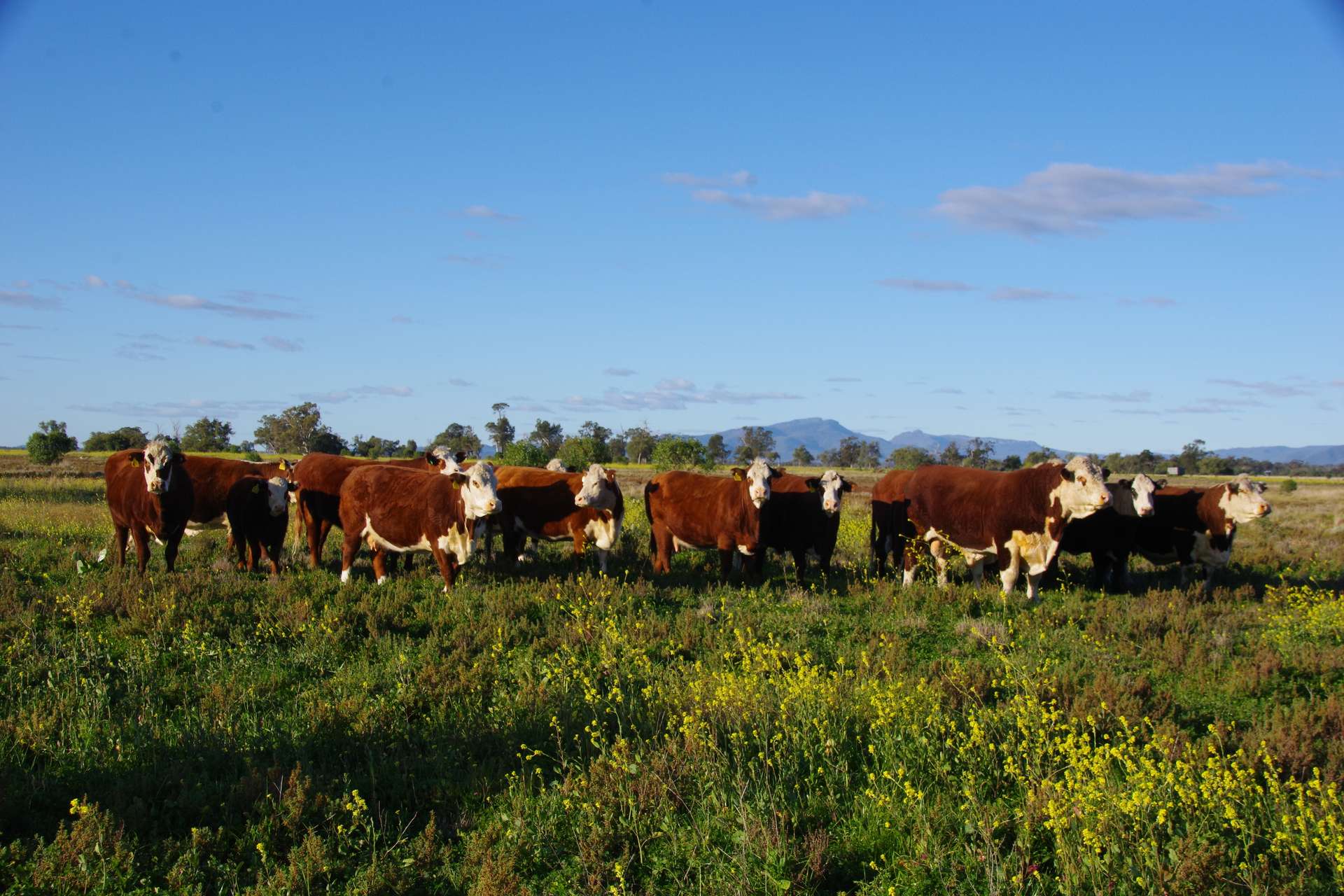 625 Logans Lane, Narrabri Auction by Farmbuy.com - image 16