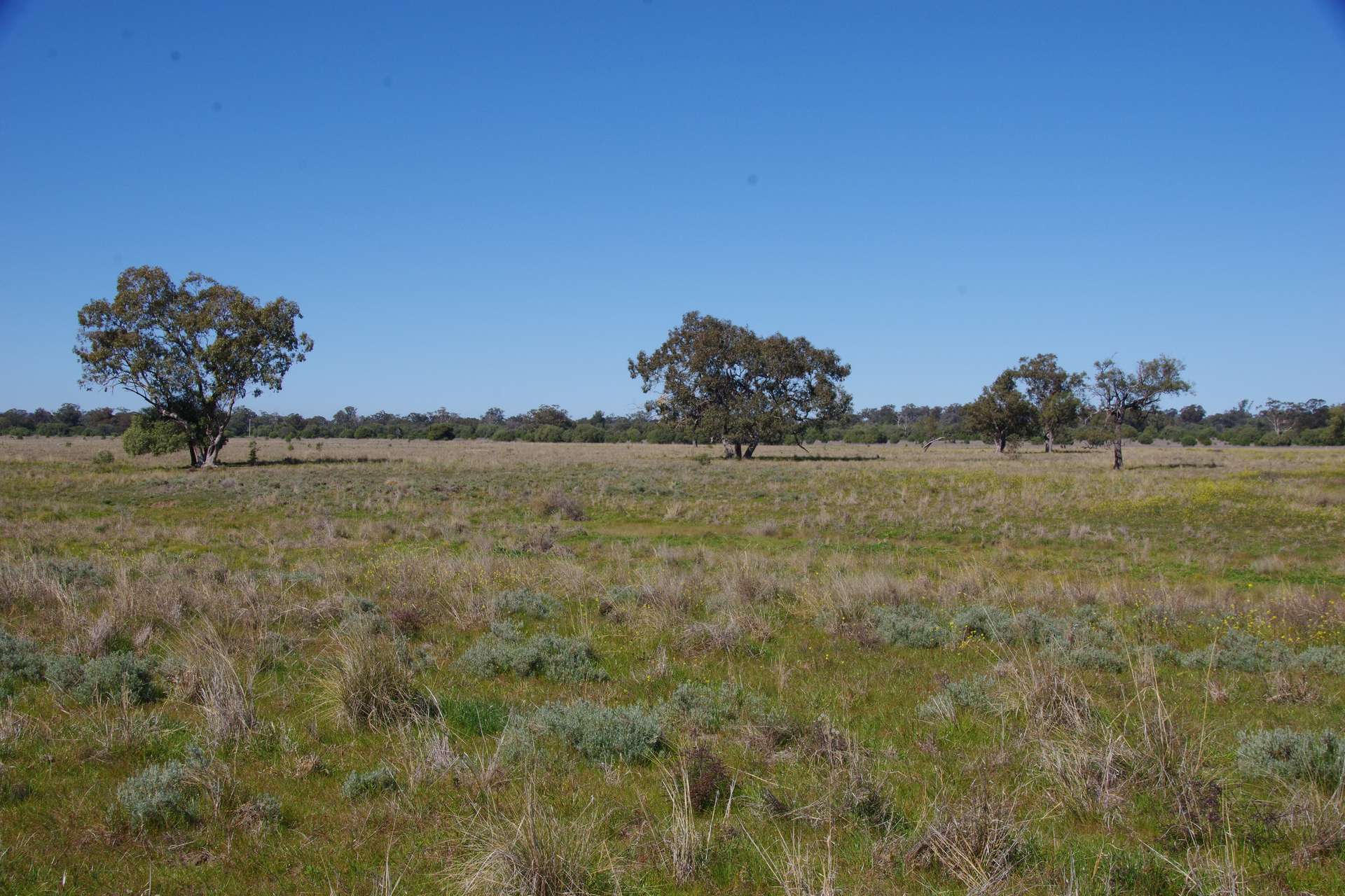625 Logans Lane, Narrabri Auction by Farmbuy.com - image 9