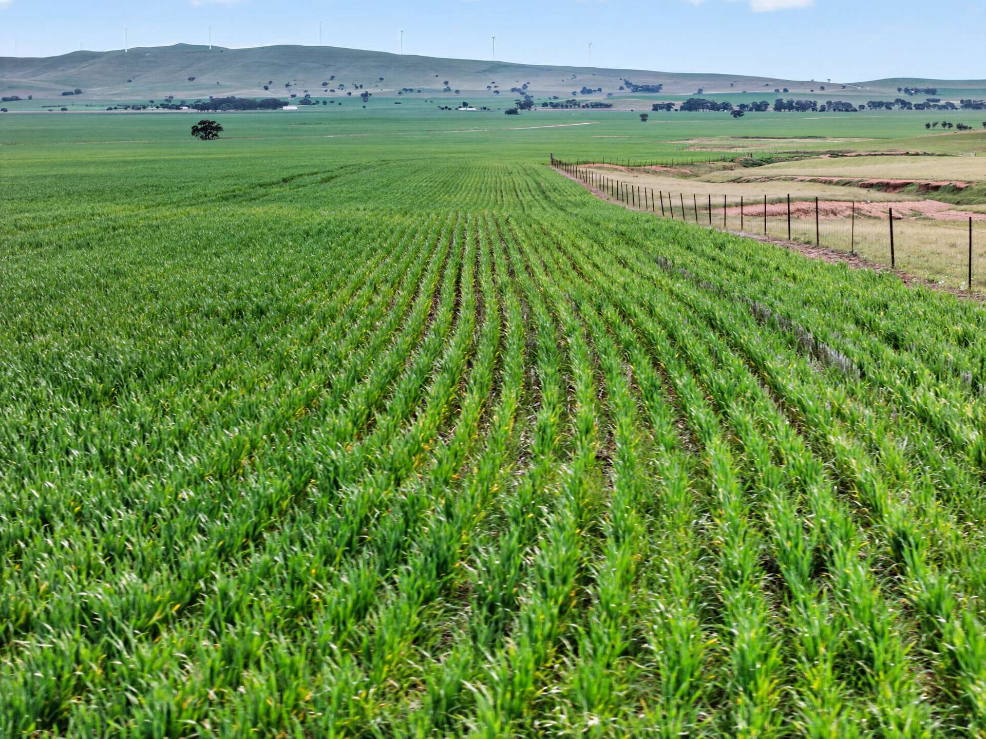 'Glen's' Cattle Station Road, Mount Bryan Auction by Farmbuy.com - image 4