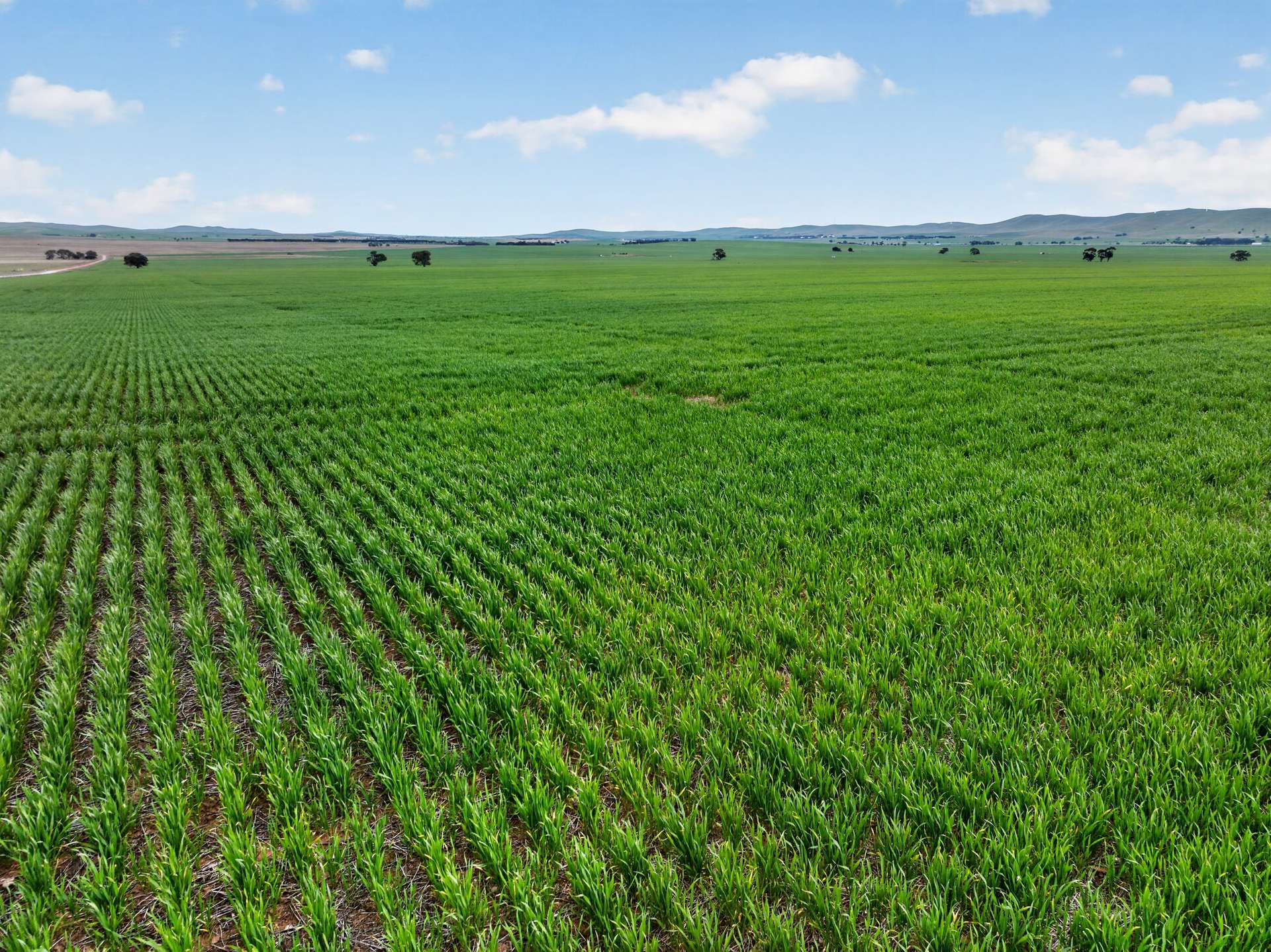 'Glen's' Cattle Station Road, Mount Bryan Auction by Farmbuy.com - image 8