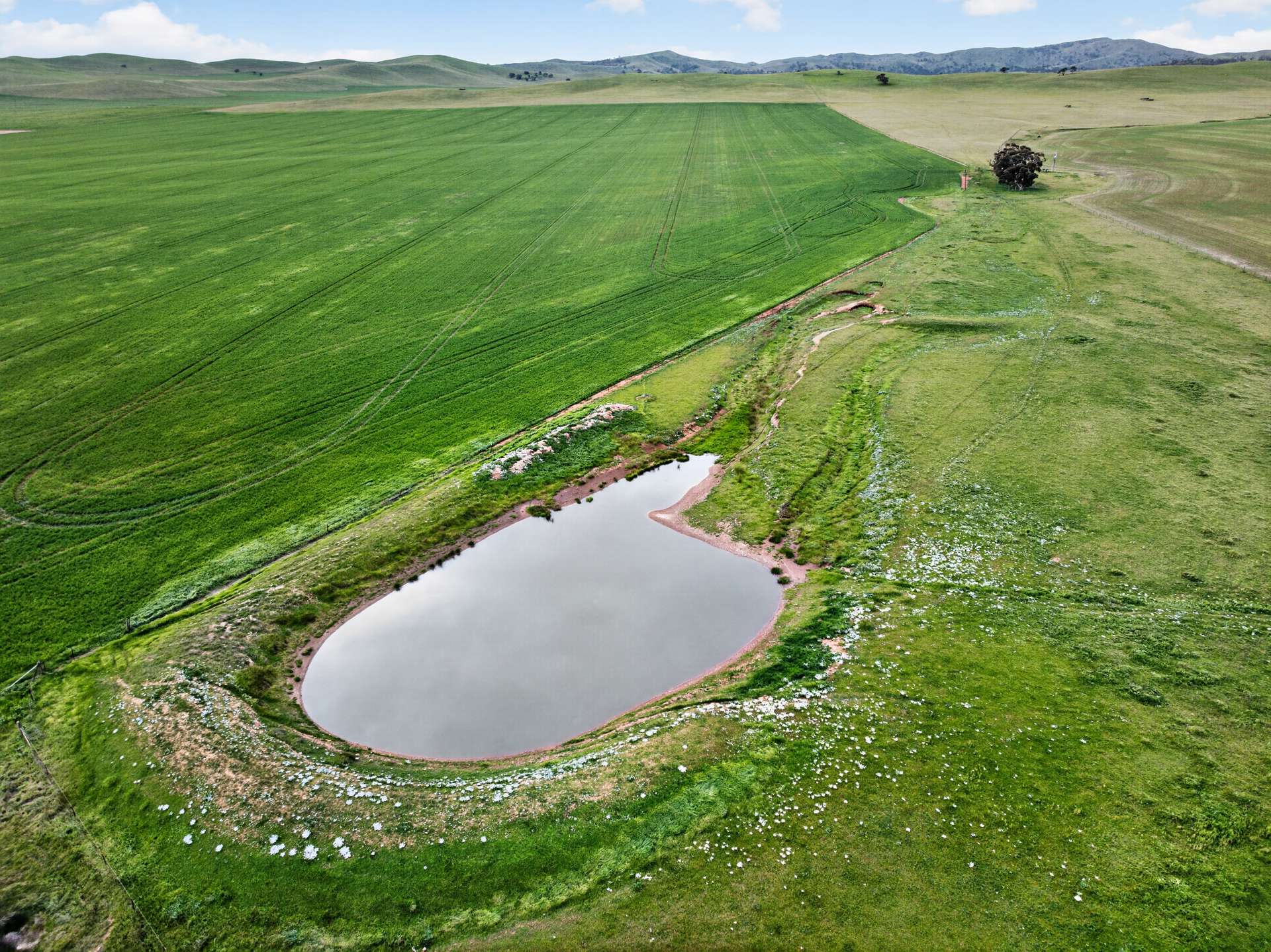 'Glen's' Cattle Station Road, Mount Bryan Auction by Farmbuy.com - image 5
