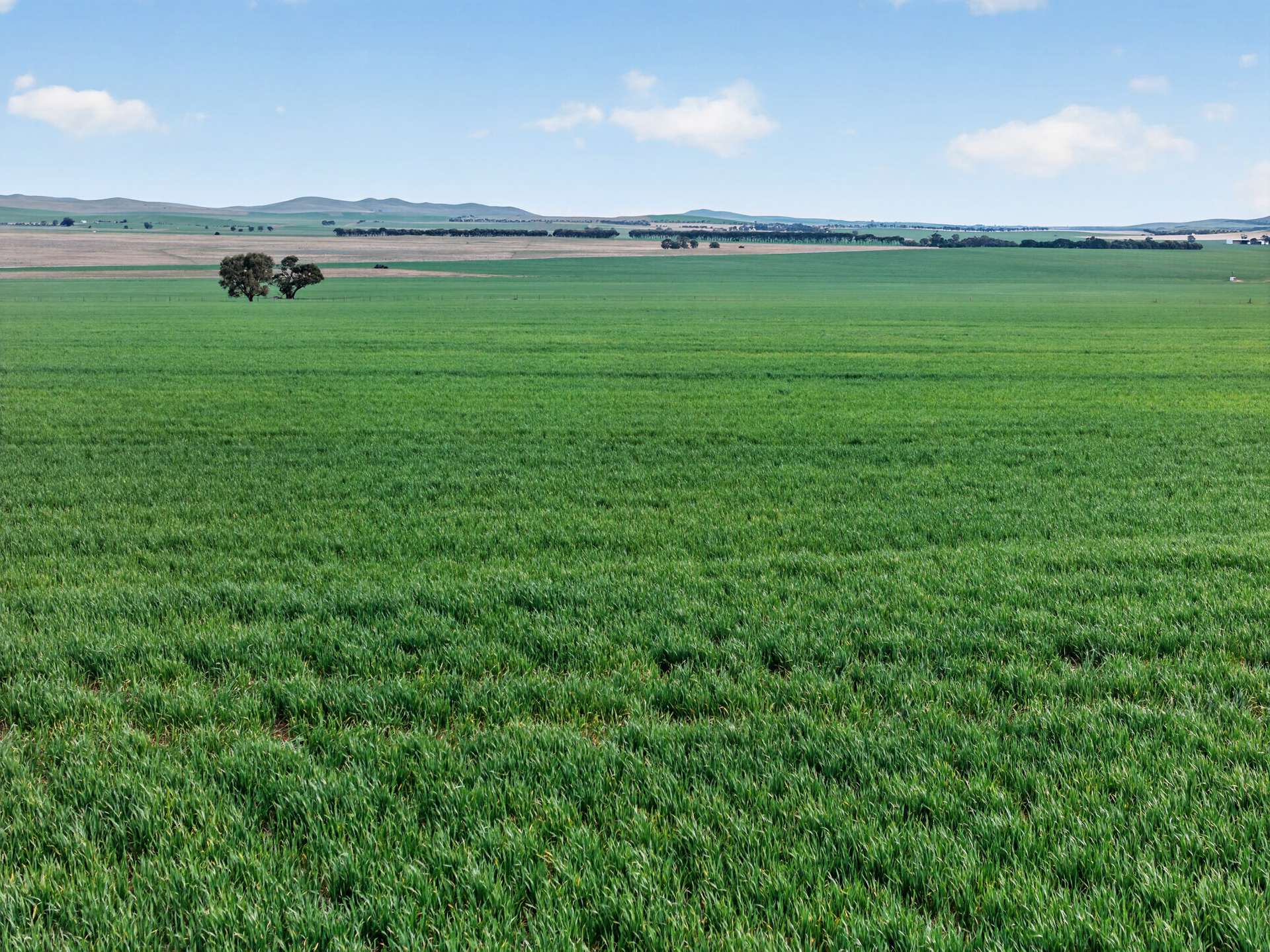 'Glen's' Cattle Station Road, Mount Bryan Auction by Farmbuy.com - image 2