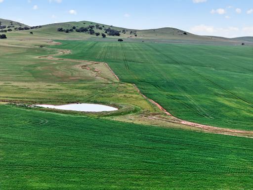 Farm Auction - SA - Mount Bryan - 5418 - Estate Sale - Versatile Cropping and Grazing Holding 