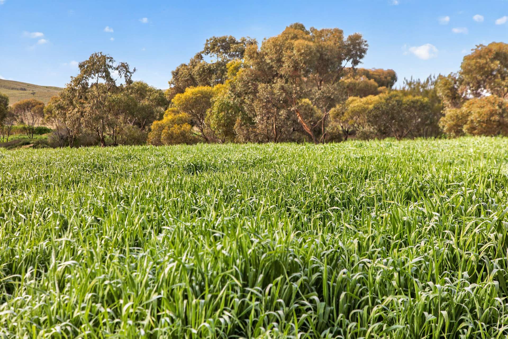 467 Depot Flat Road, Yarrah Auction by Farmbuy.com - image 29