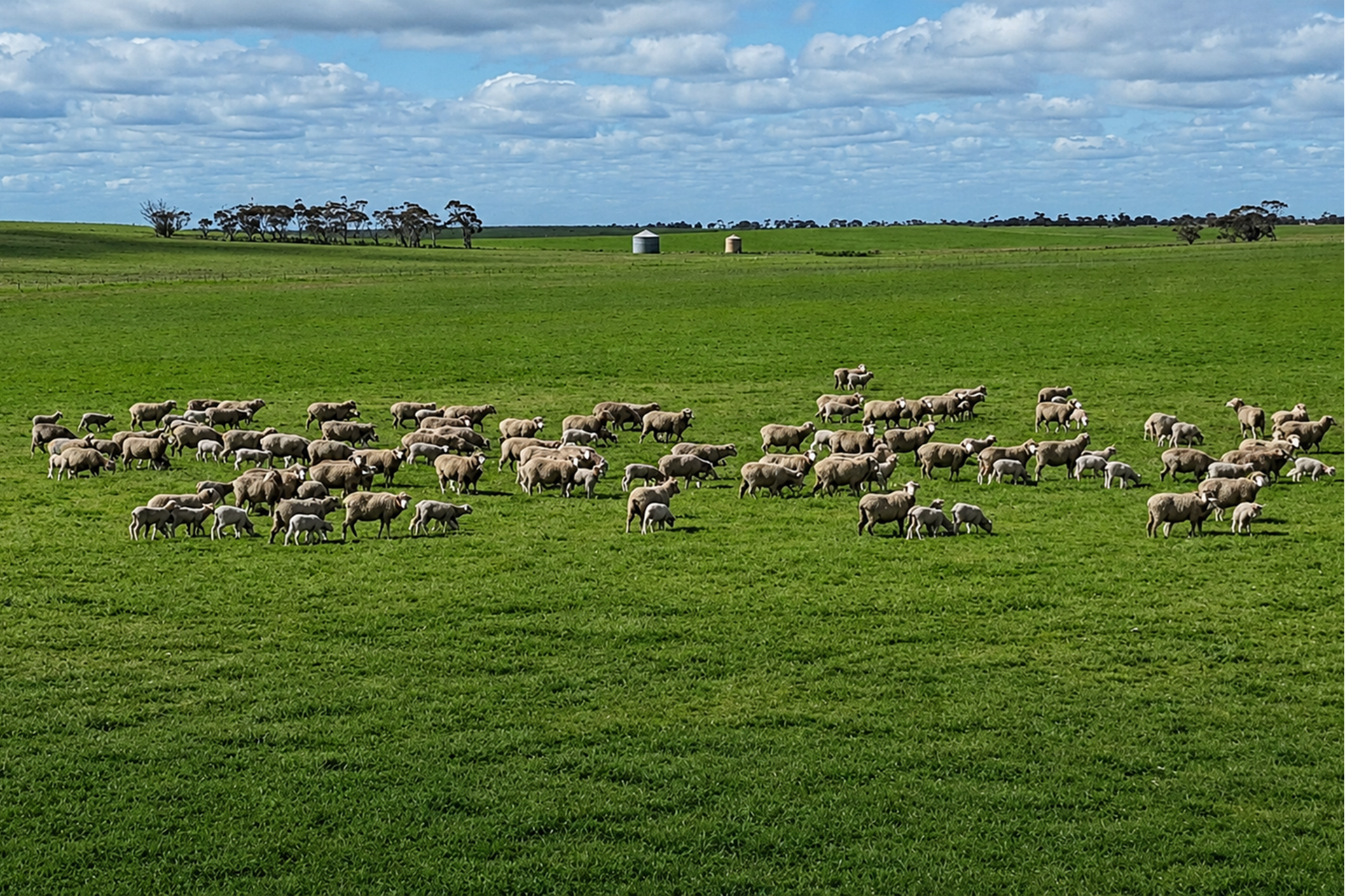 A100 Greenways Road, Nildottie For Sale by Farmbuy.com - image 1
