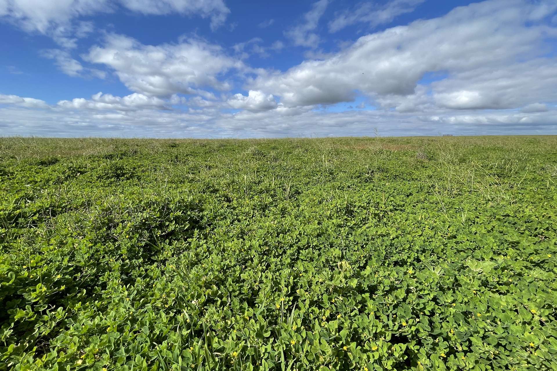 A100 Greenways Road, Nildottie For Sale by Farmbuy.com - image 2
