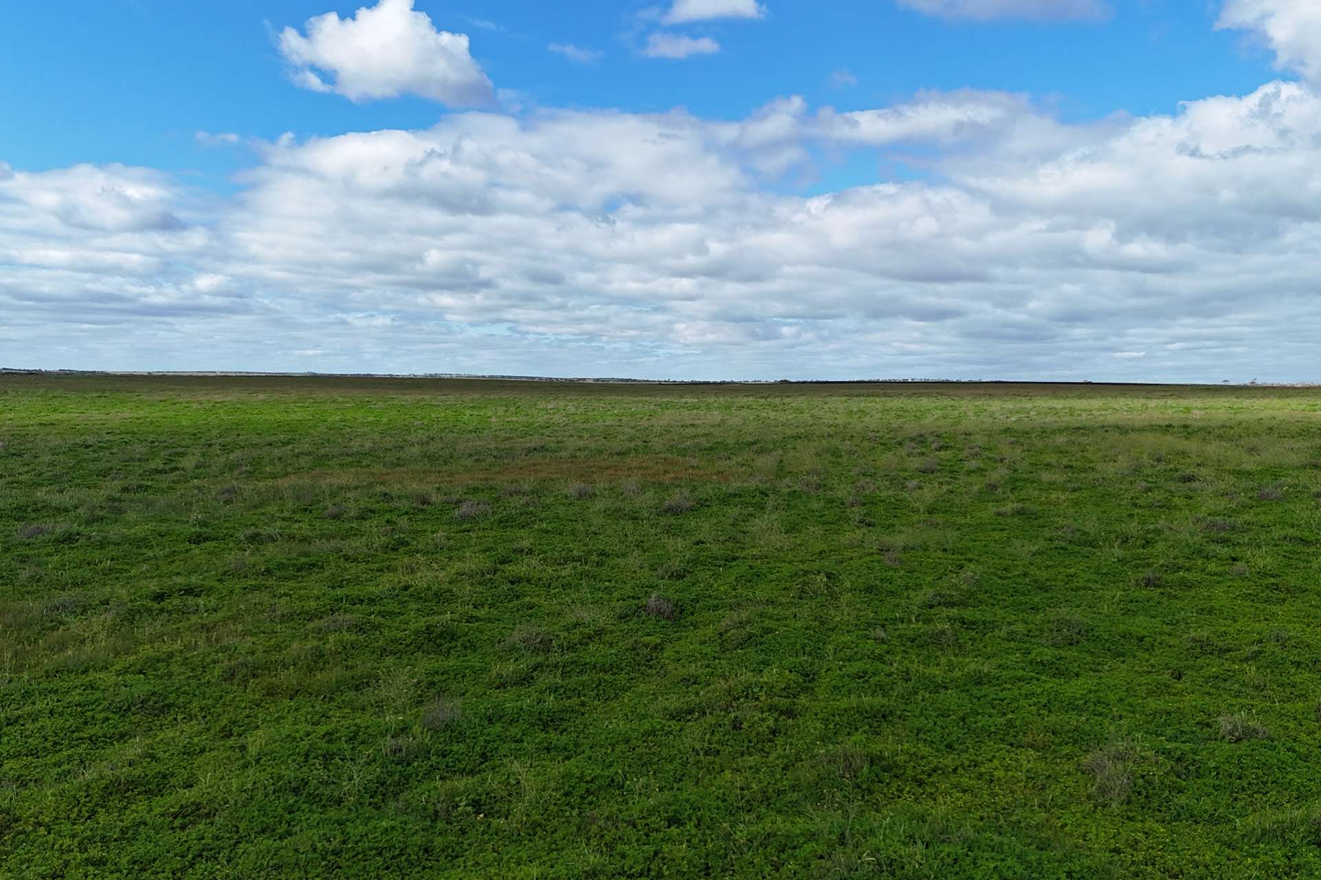 A100 Greenways Road, Nildottie For Sale by Farmbuy.com - image 5