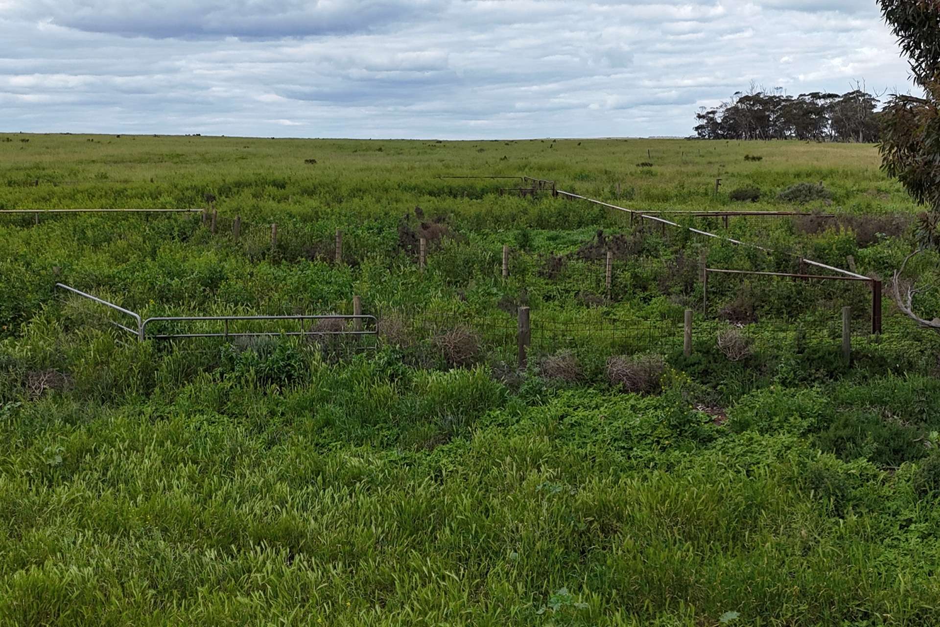 A100 Greenways Road, Nildottie For Sale by Farmbuy.com - image 9