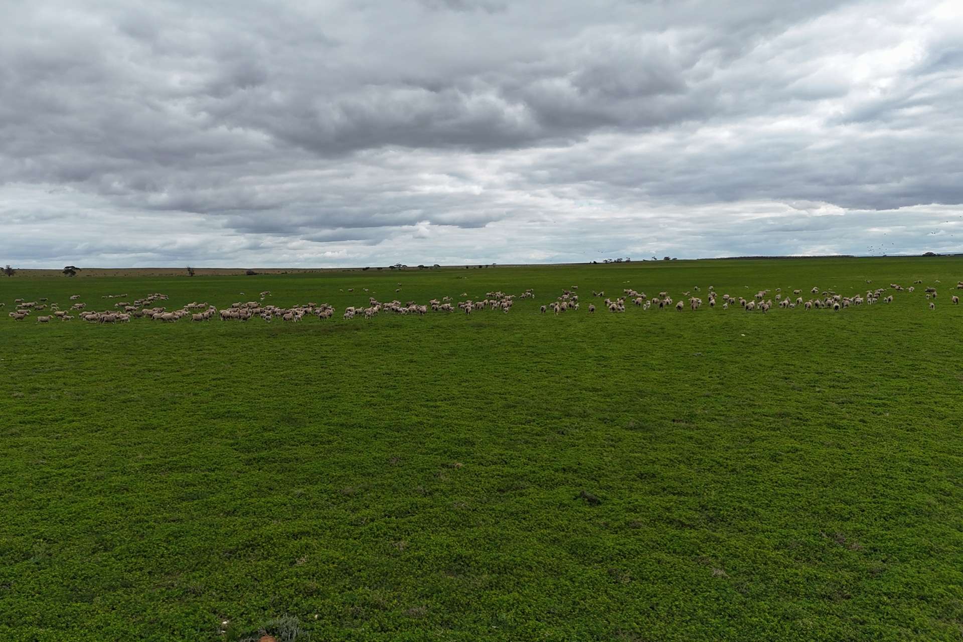 A100 Greenways Road, Nildottie For Sale by Farmbuy.com - image 19