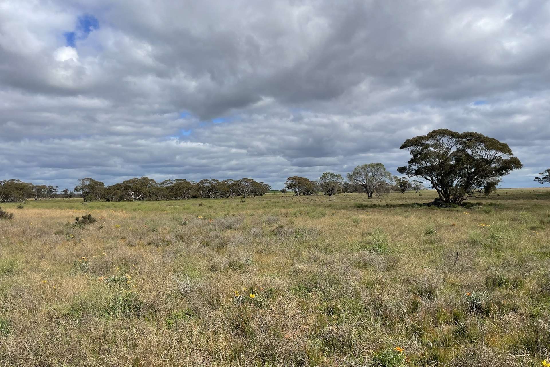 A100 Greenways Road, Nildottie For Sale by Farmbuy.com - image 18