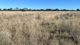 " Turn Turn & Wittenburra ", Eulo Auction by Nutrien Harcourts GDL Dalby