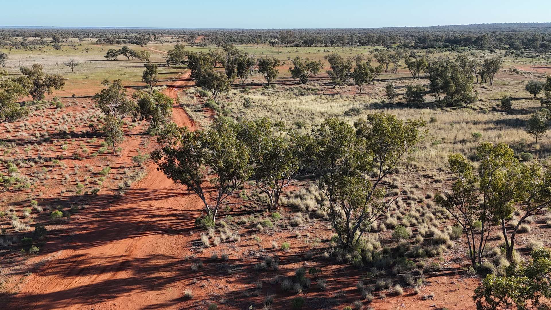 " Turn Turn & Wittenburra ", Eulo Auction by Farmbuy.com - image 3