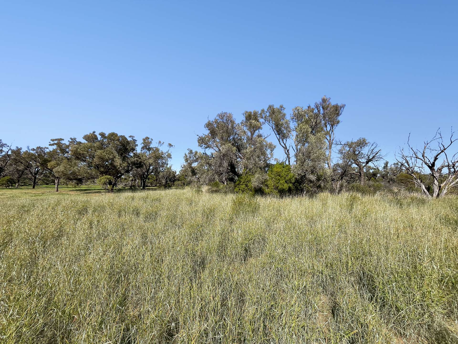 " Turn Turn & Wittenburra ", Eulo Auction by Farmbuy.com - image 4