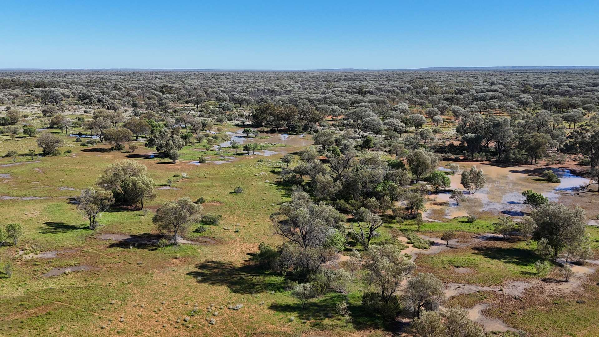 " Turn Turn & Wittenburra ", Eulo Auction by Farmbuy.com - image 2