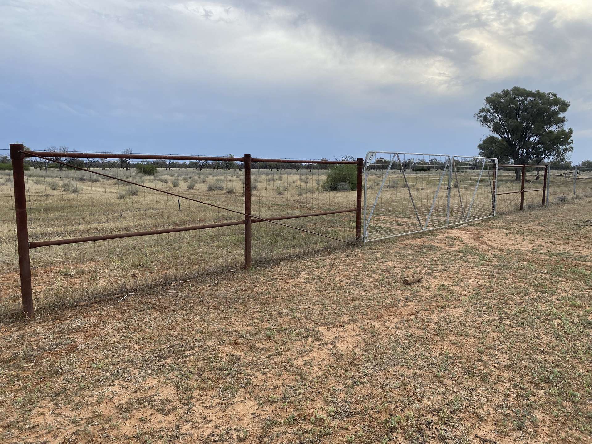 " Turn Turn & Wittenburra ", Eulo Auction by Farmbuy.com - image 5
