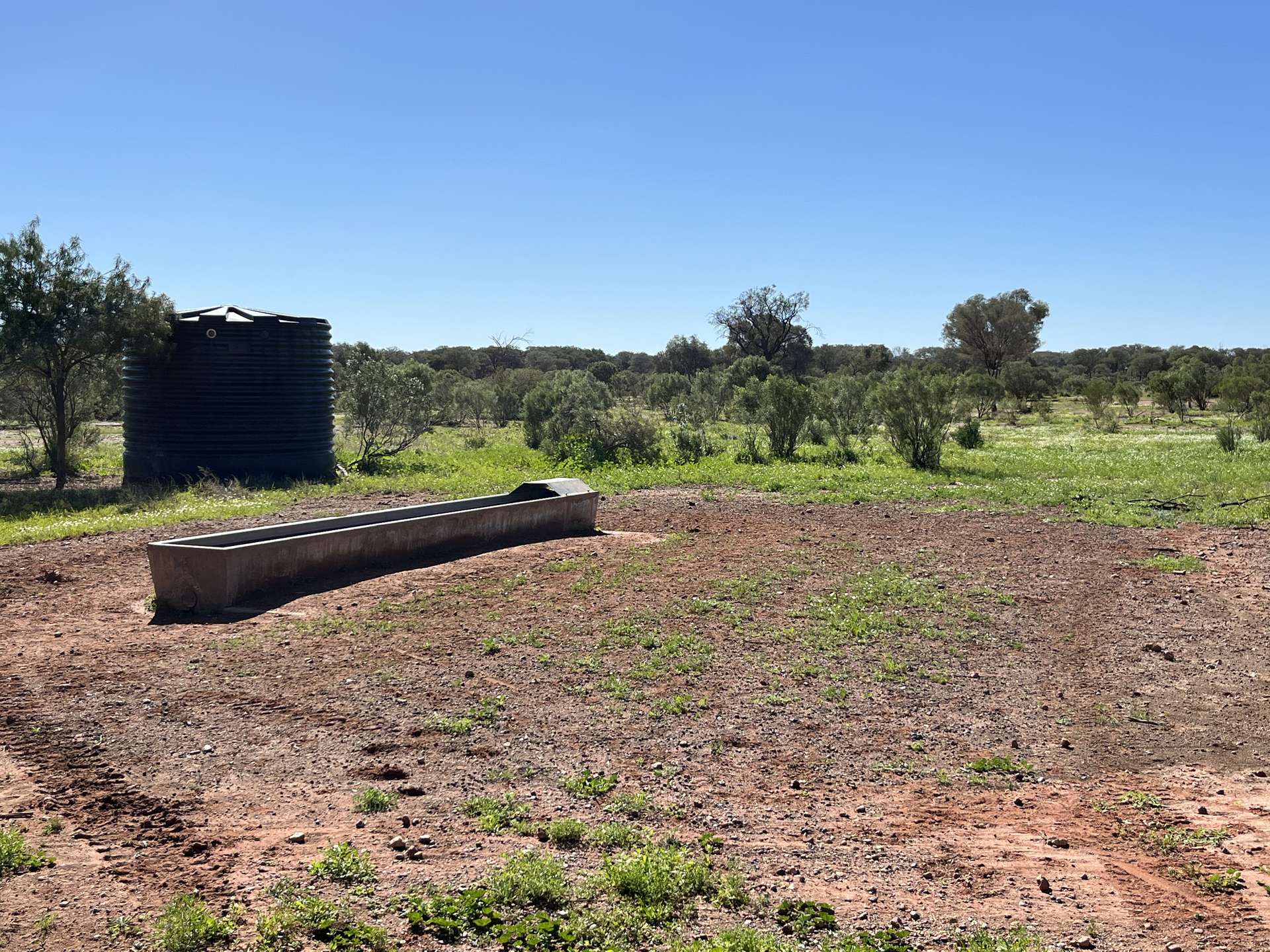 " Turn Turn & Wittenburra ", Eulo Auction by Farmbuy.com - image 11