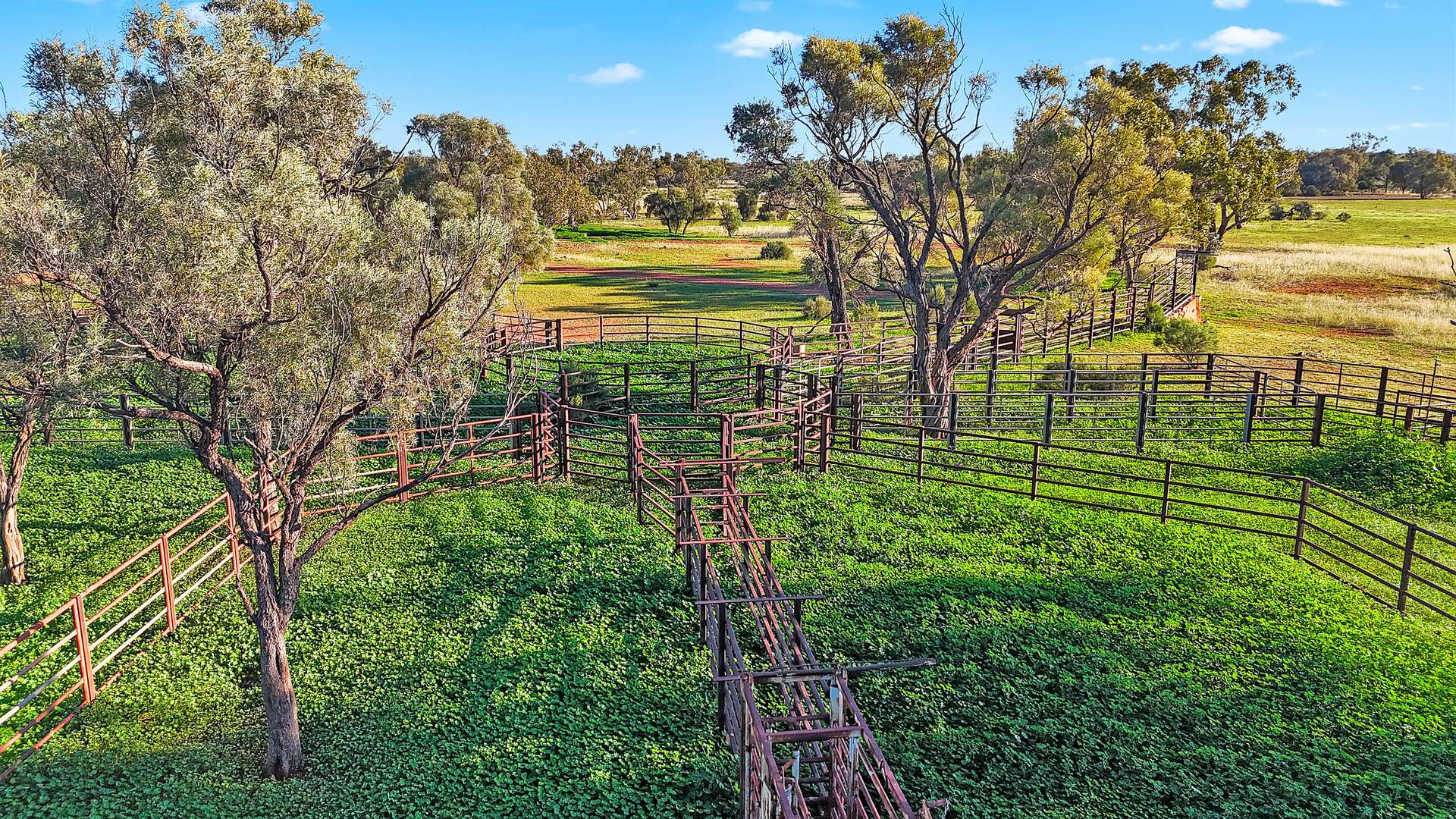 " Turn Turn & Wittenburra ", Eulo Auction by Farmbuy.com - image 10