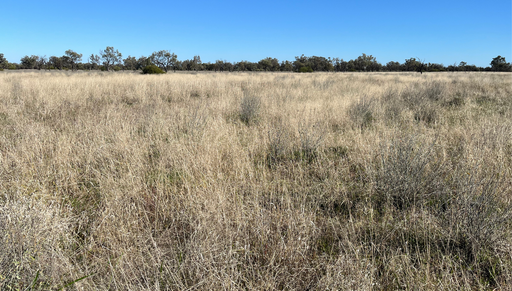 Farm Auction - QLD - Eulo - 4491 - 'Pride Of The Paroo' 