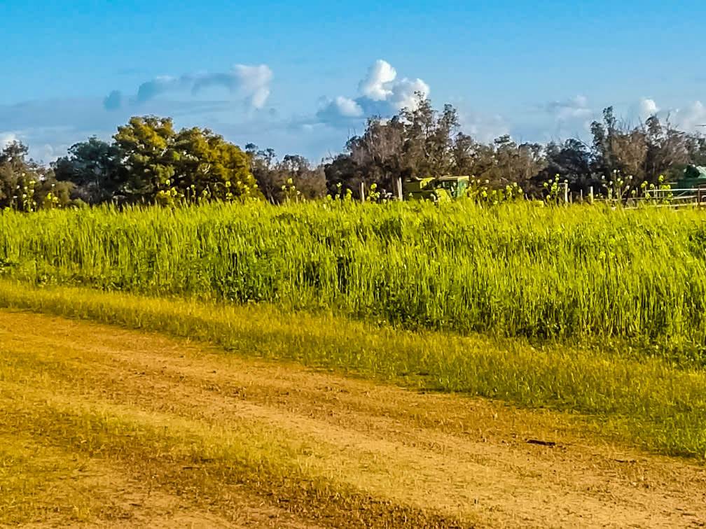 LOT11234/186 Blechynden Road, Dinninup For Sale by Farmbuy.com - image 6