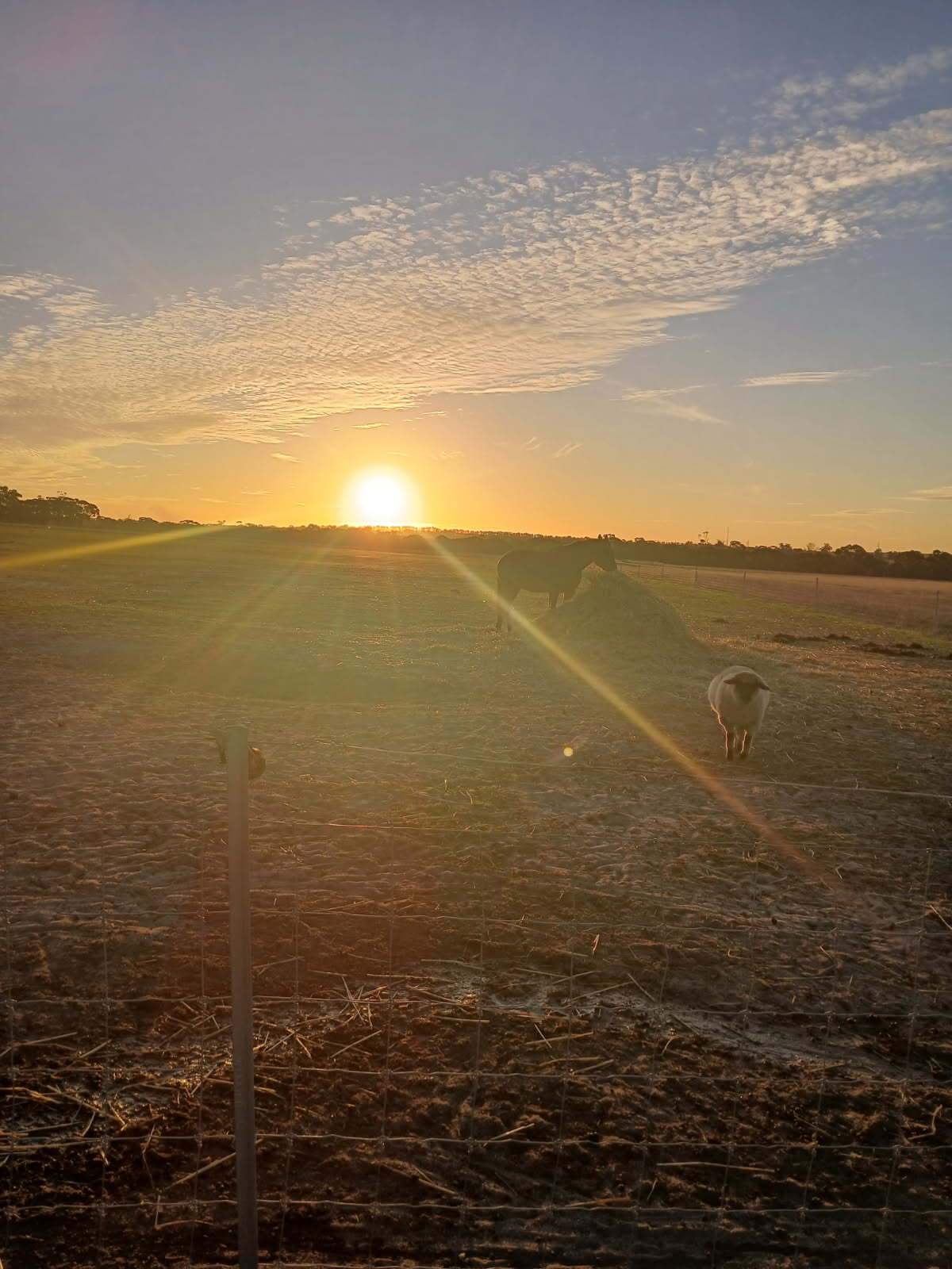 80 Prosser Street, Katanning For Sale by Farmbuy.com - image 22