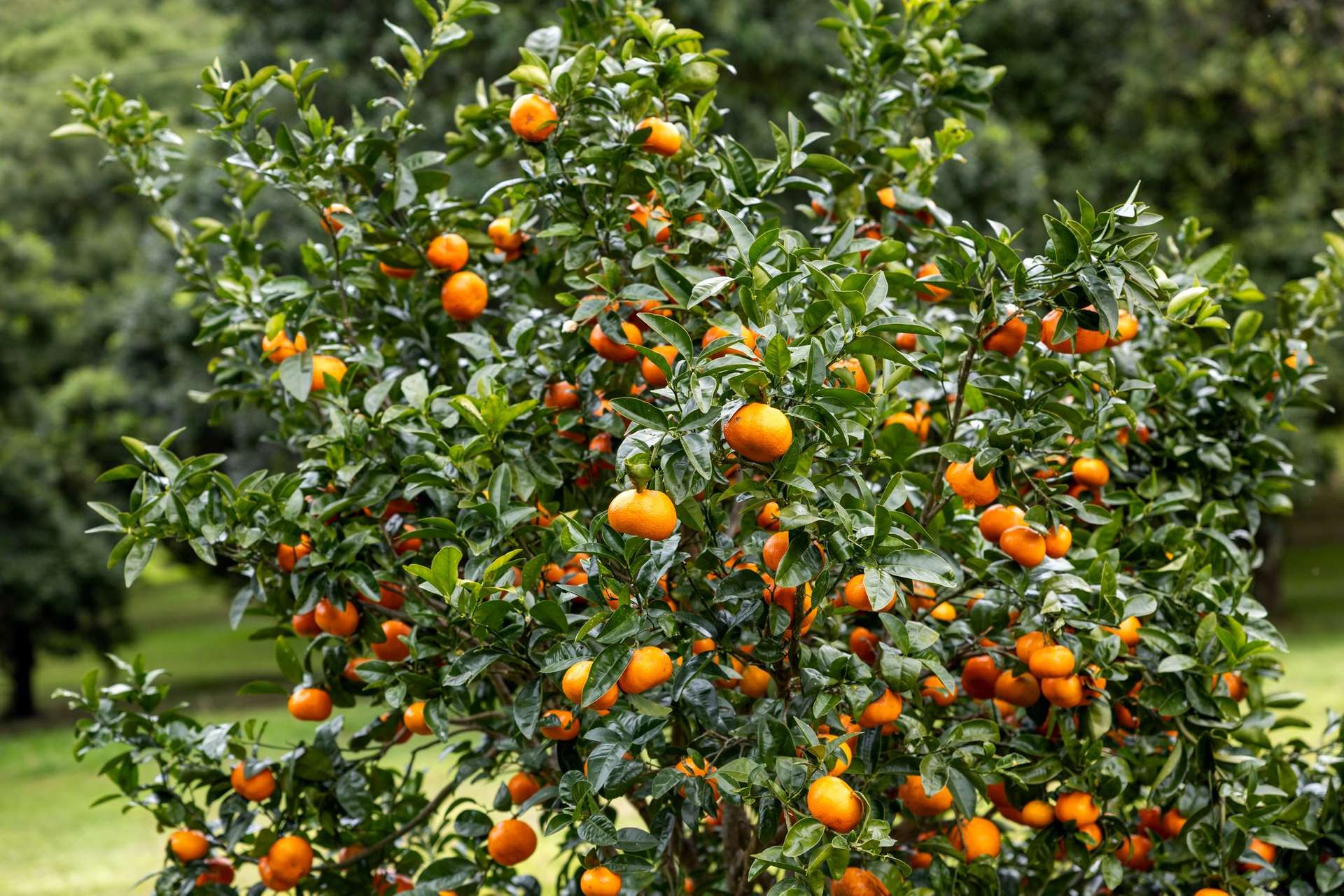 1005 TUNTABLE CREEK ROAD, Nimbin For Sale by Farmbuy.com - image 23