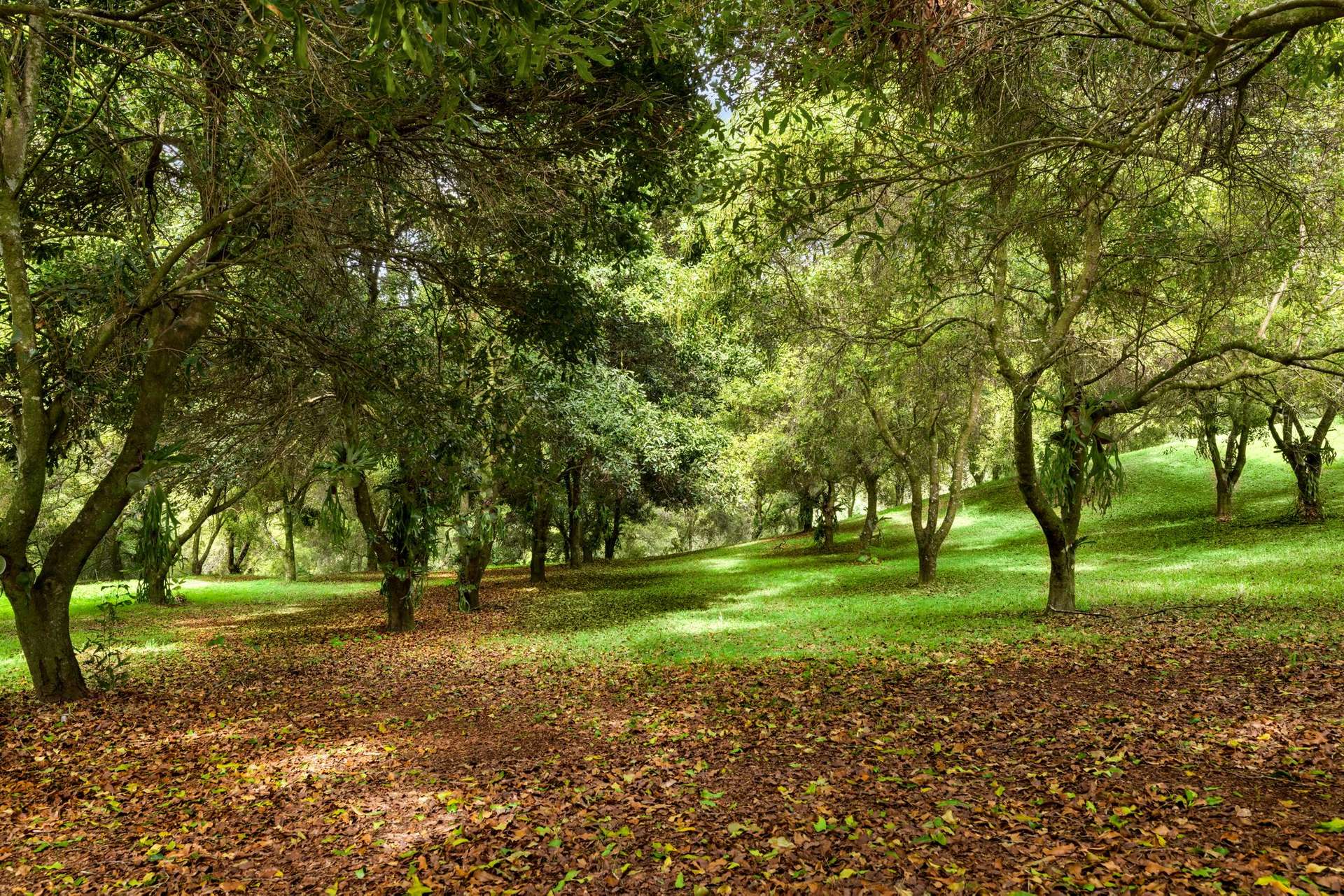 1005 TUNTABLE CREEK ROAD, Nimbin For Sale by Farmbuy.com - image 21