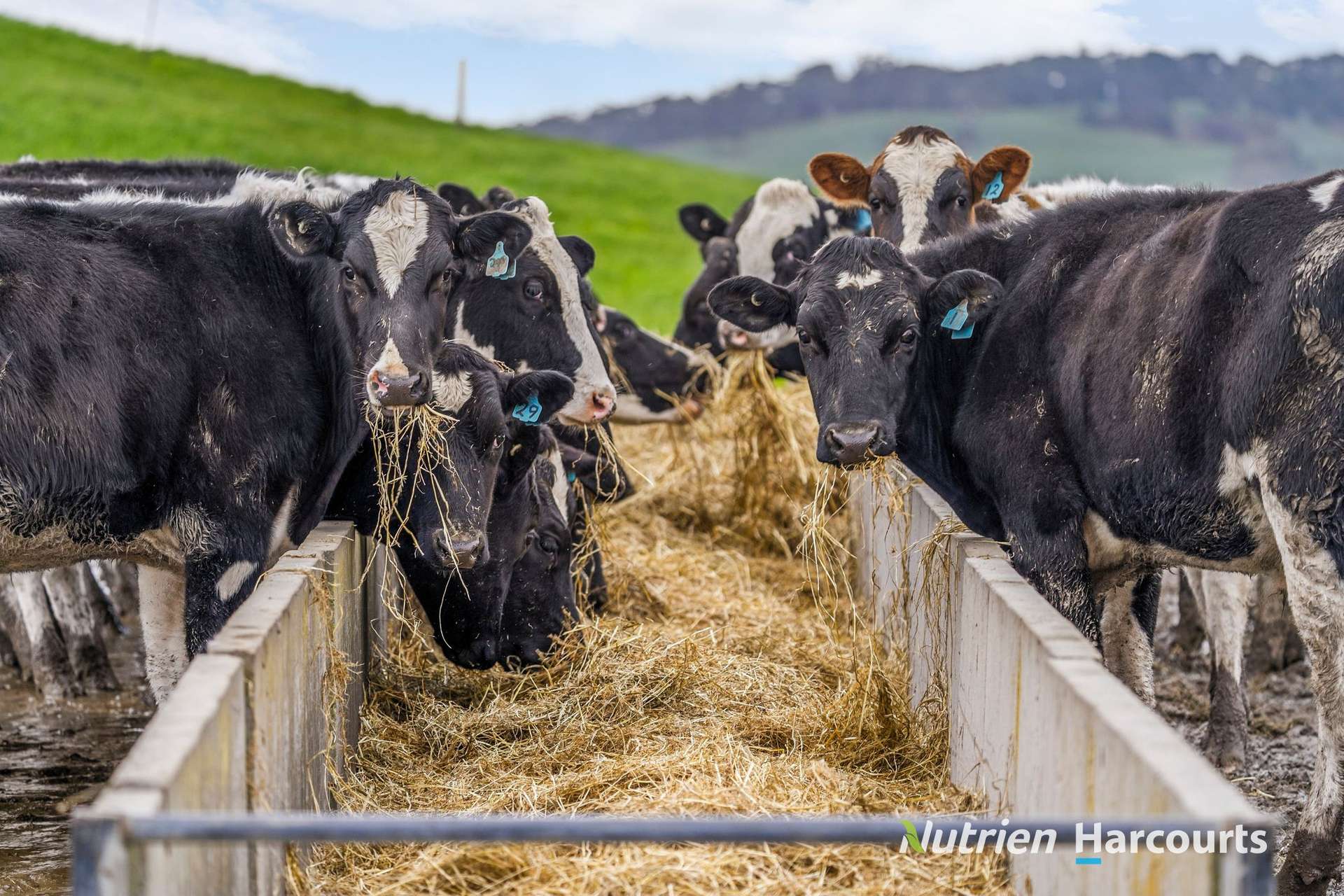 75 Richards Road, Scotts Creek For Sale by Farmbuy.com - image 9