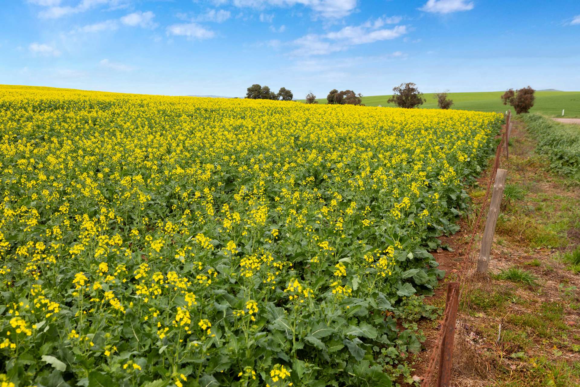 'Wilson Land' Pipeline Road, Gulnare For Sale by Farmbuy.com - image 19