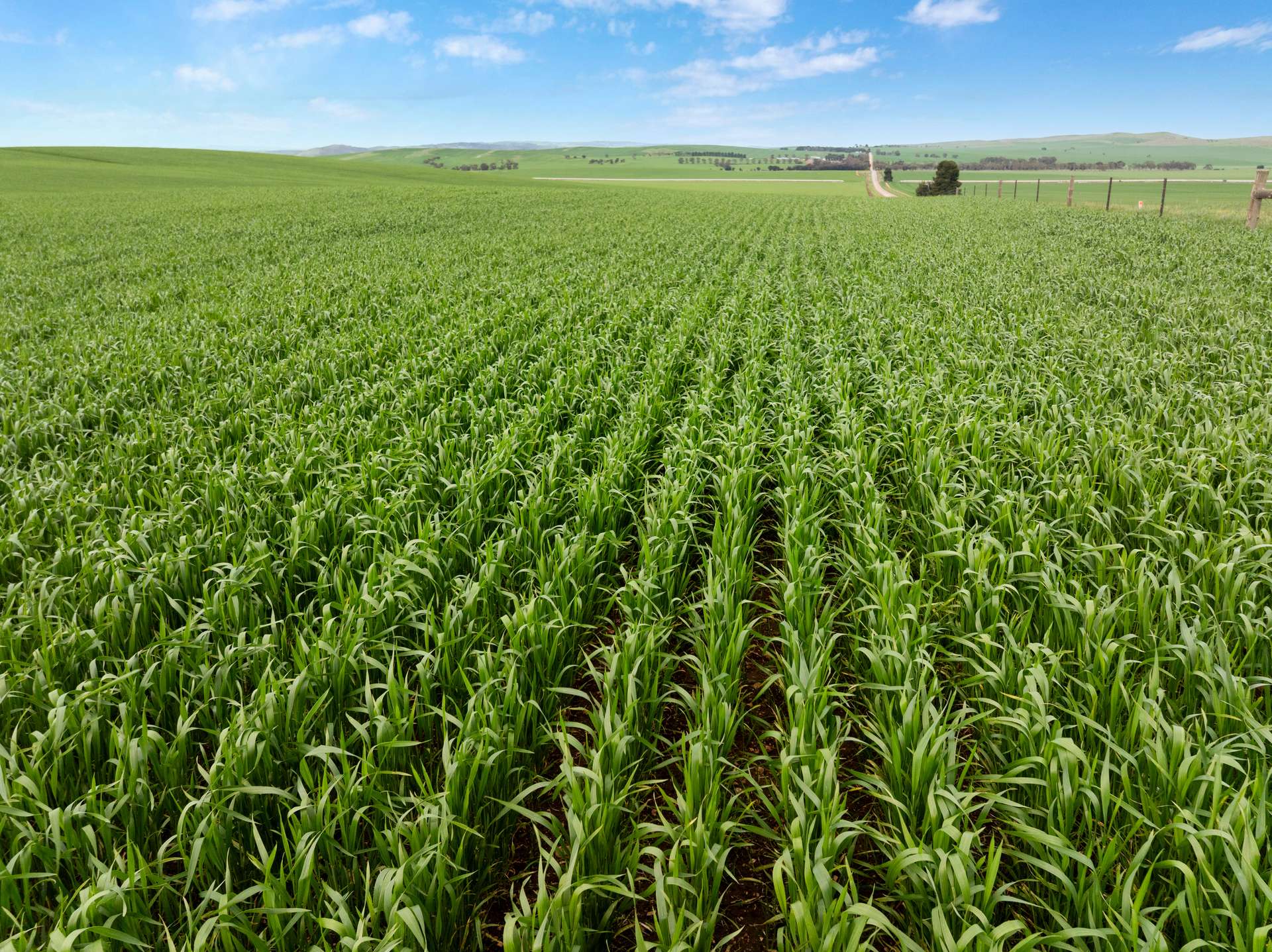 'Wilson Land' Pipeline Road, Gulnare For Sale by Farmbuy.com - image 2