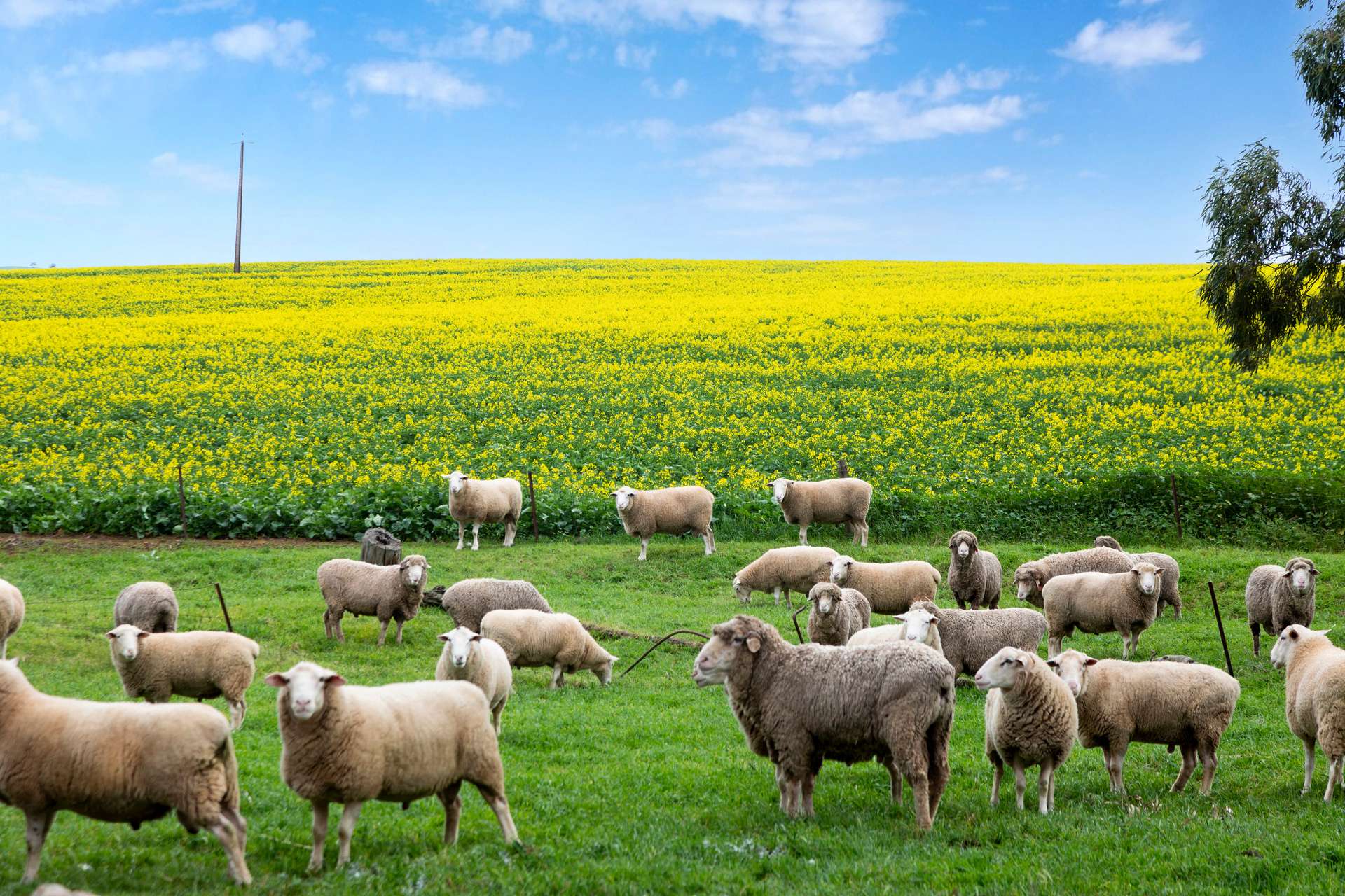 'Wilson Land' Pipeline Road, Gulnare For Sale by Farmbuy.com - image 15