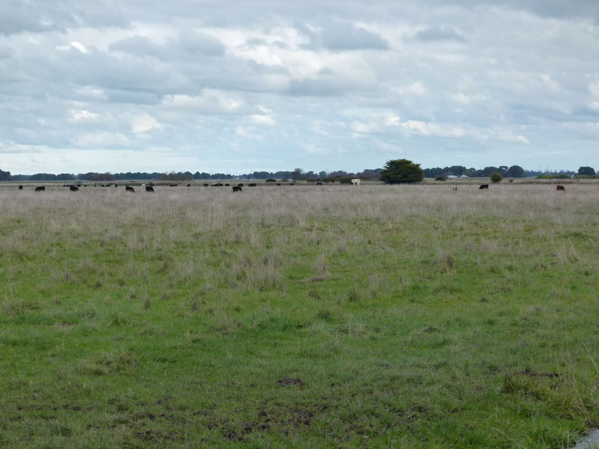 Lot 1/Sec 417 & 429 Furner Road, Millicent For Sale by Farmbuy.com - image 3