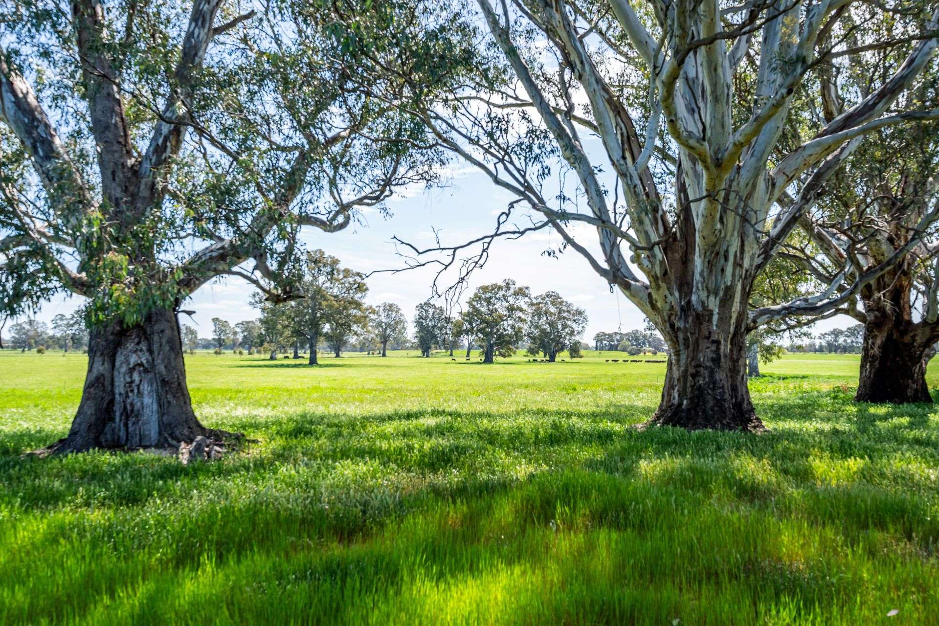 3083-3175 Riverina Highway, Albury Auction by Farmbuy.com - image 7