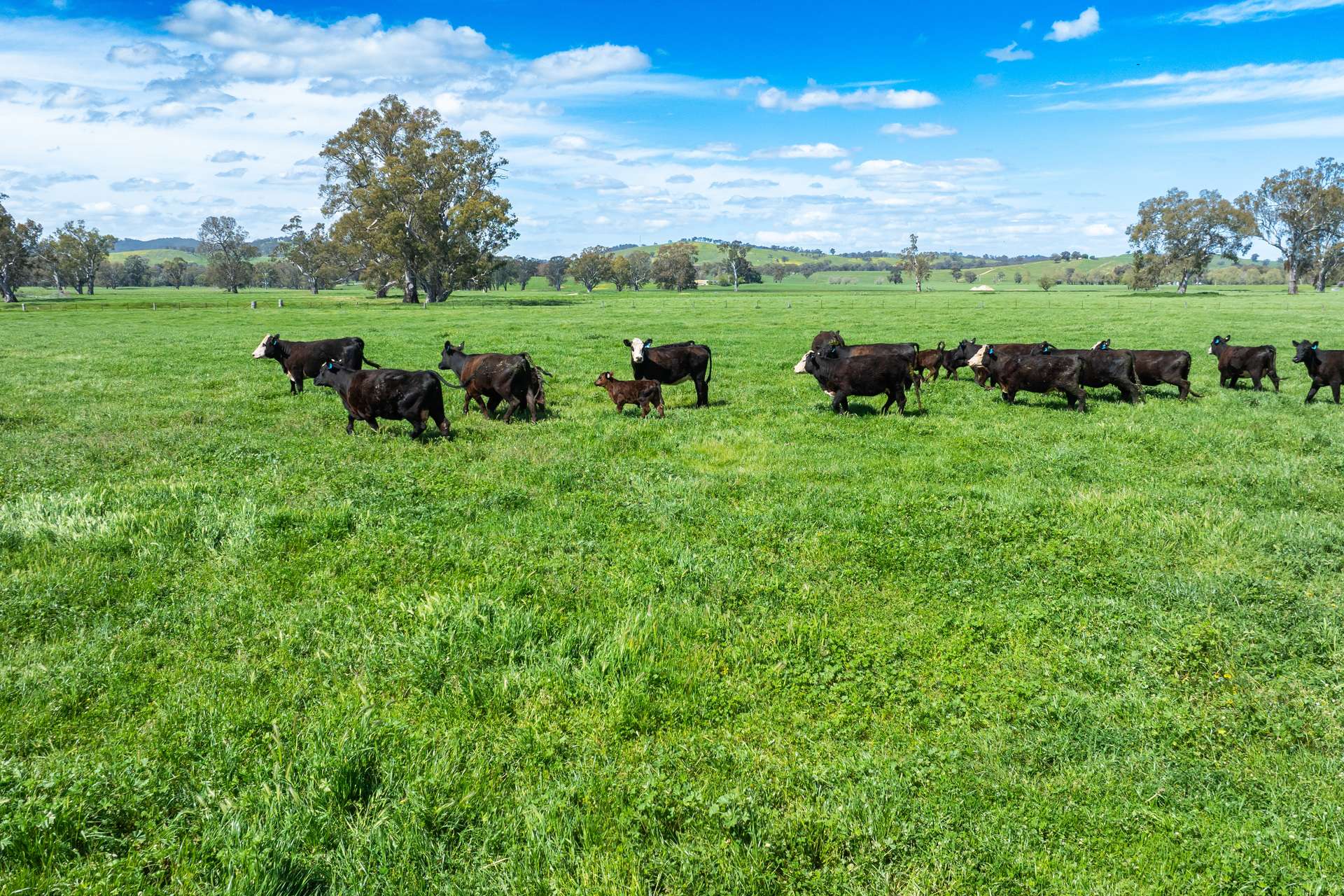 3083-3175 Riverina Highway, Albury Auction by Farmbuy.com - image 8