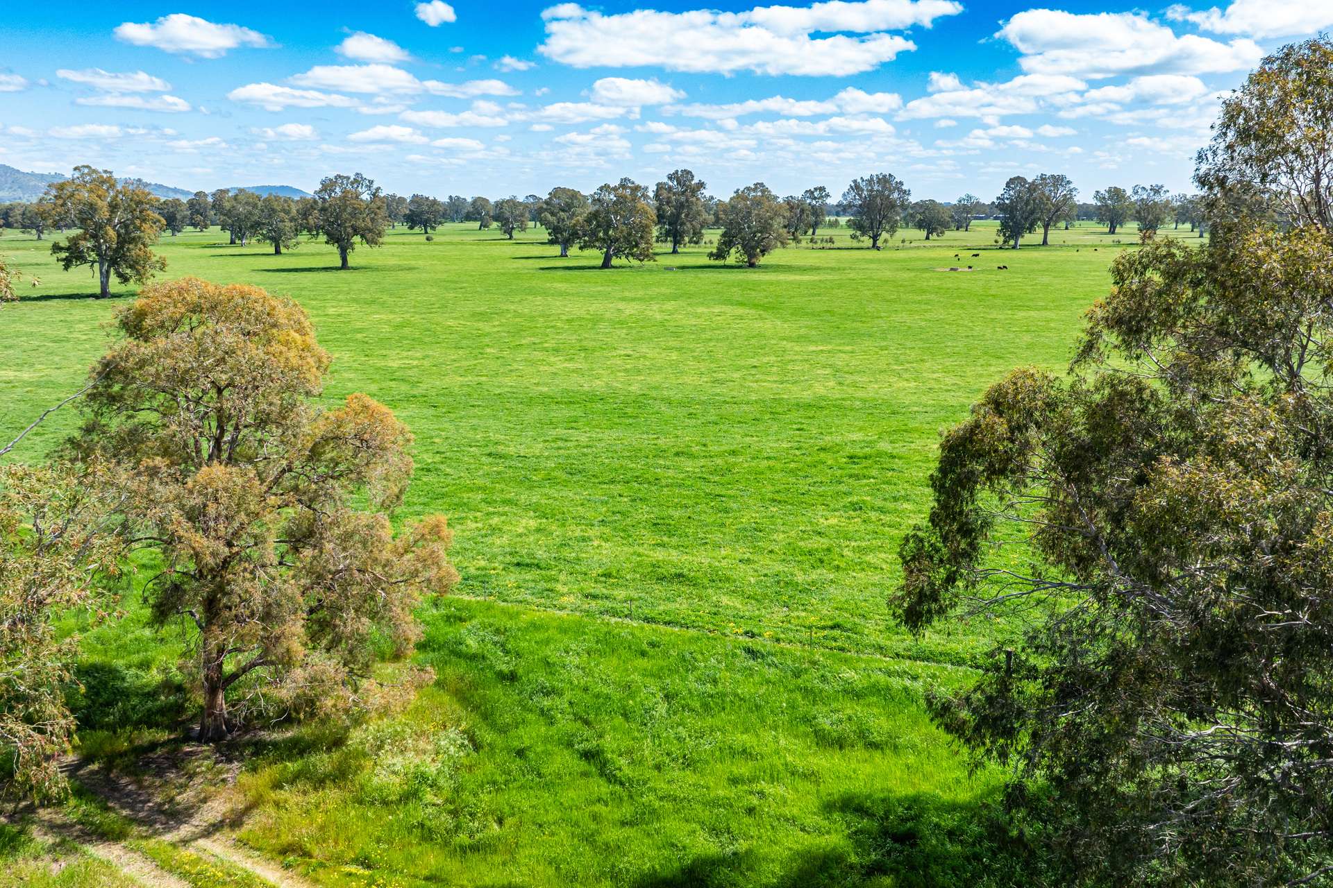 3083-3175 Riverina Highway, Albury Auction by Farmbuy.com - image 9
