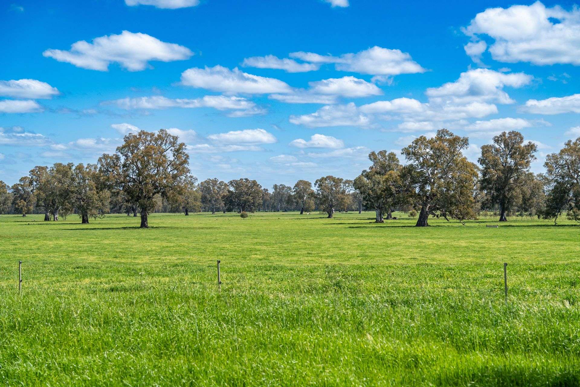 3083-3175 Riverina Highway, Albury Auction by Farmbuy.com - image 15
