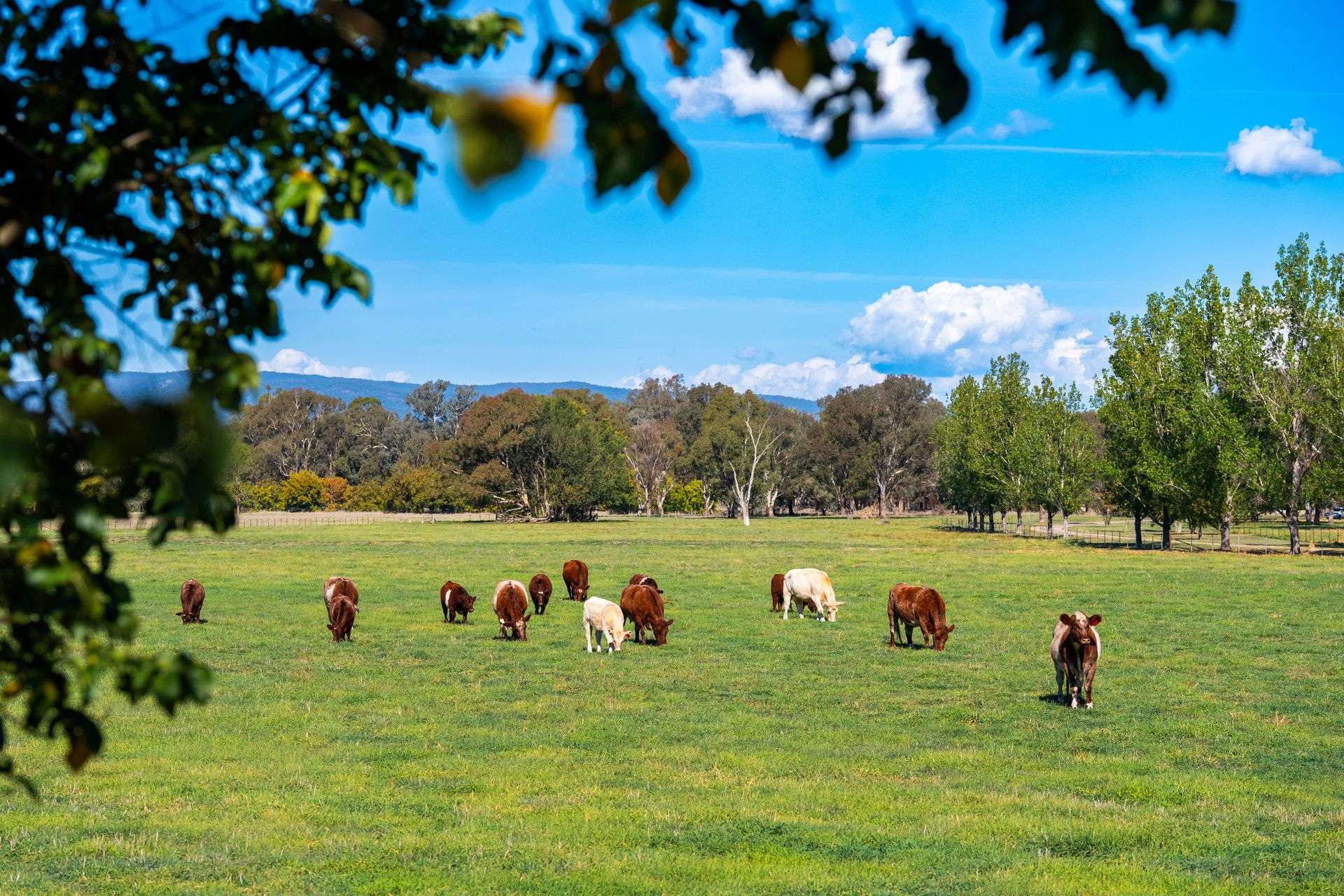 185 Jingellic Road, Holbrook For Sale by Farmbuy.com - image 25