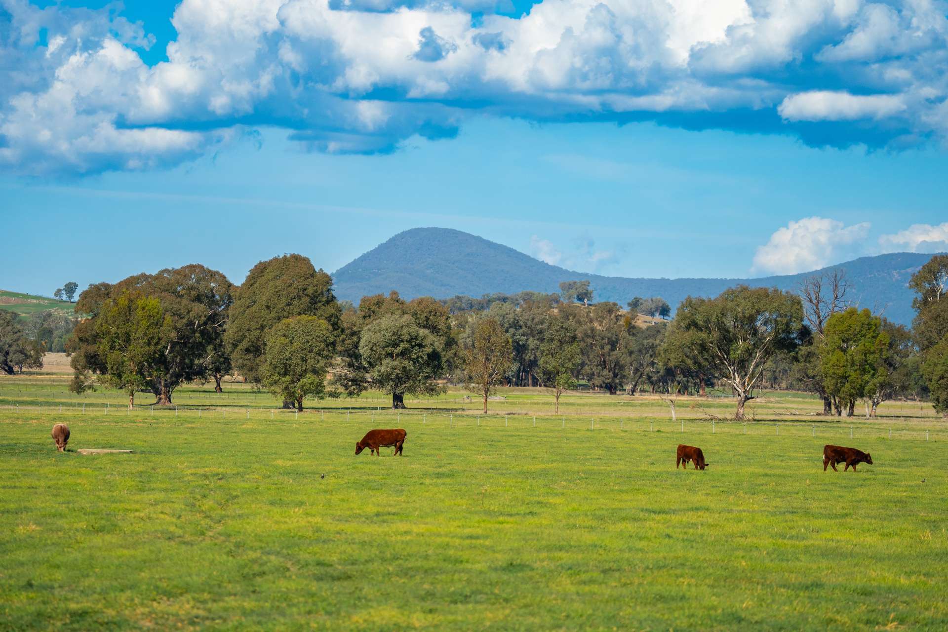 185 Jingellic Road, Holbrook For Sale by Farmbuy.com - image 28