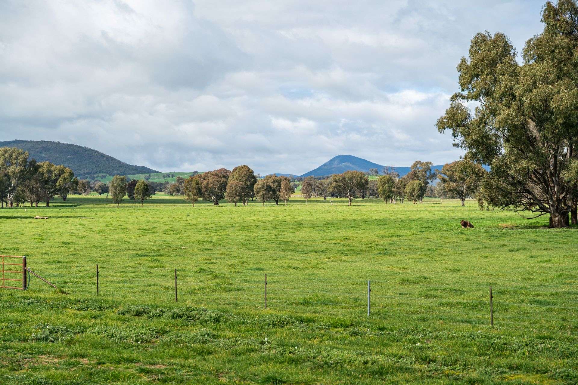 185 Jingellic Road, Holbrook For Sale by Farmbuy.com - image 30