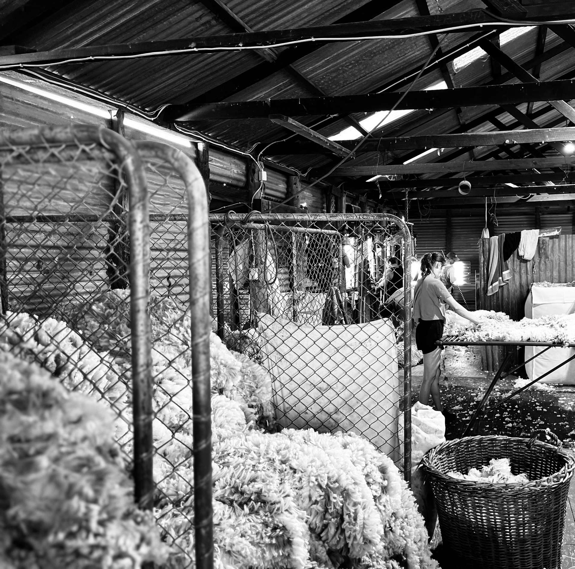 3240 Martins Well Road, Upalinna Auction by Farmbuy.com - image 8
