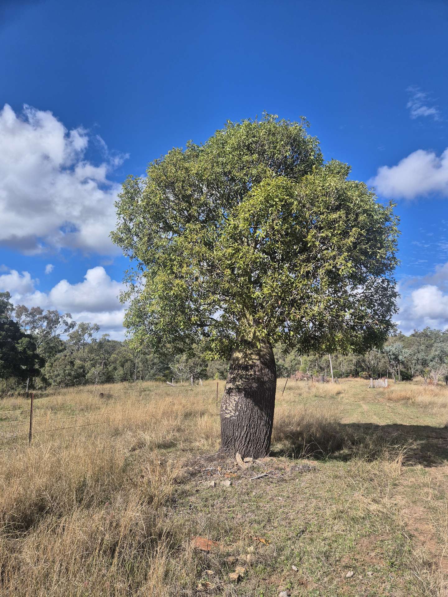 Lot 1 Weir Road, Proston For Sale by Farmbuy.com - image 7