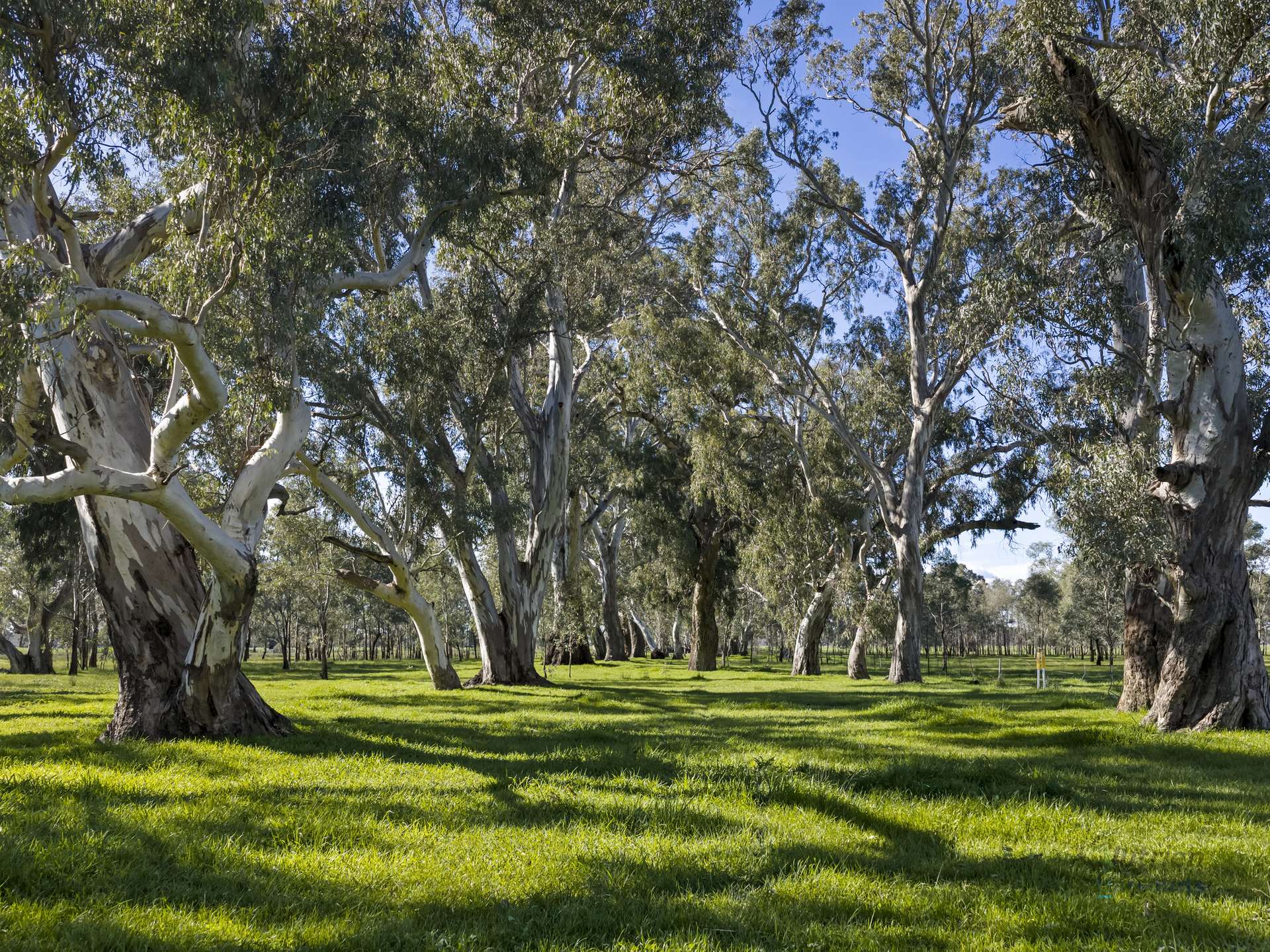 290 Riggs Creek Road, Euroa For Sale by Farmbuy.com - image 16