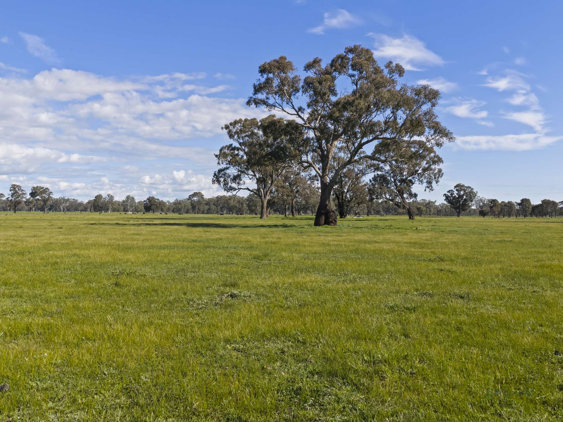 290 Riggs Creek Road, Euroa For Sale by Farmbuy.com - image 13